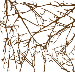 Tree Branches