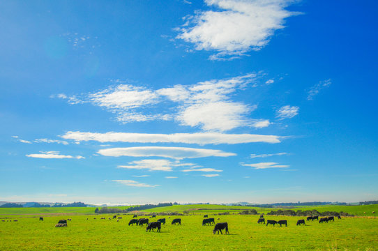 Cow among New Zealand Green filed and Blue sky