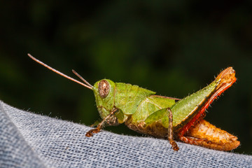 Green grasshopper on leaf