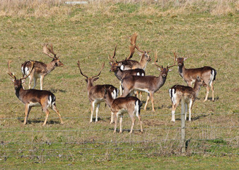 Naklejka na ściany i meble Herd of Deer in an English Park