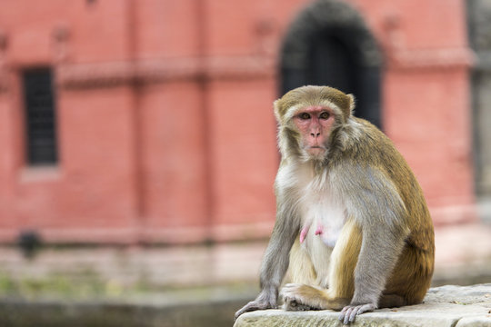 Young rhesus macaque monkey at Swayambhunath temple, Kathmandu v