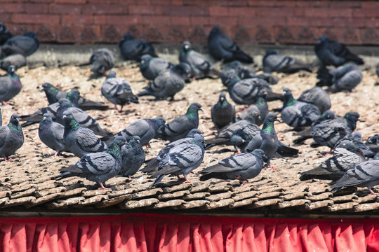 Tile roofs with many birds on the Durbar square in Khatmandu, Ne