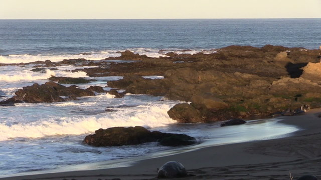 Elephant Seals in Early Morning