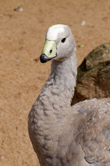 duck