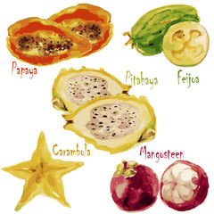 set of watercolor exotic fruits