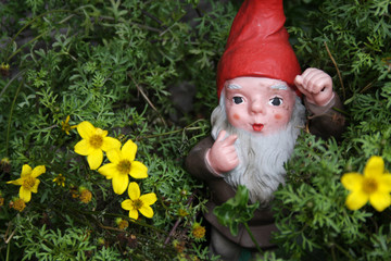 Gnome in the meadow