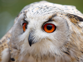 Obraz premium Portrait of an Eagle Owl