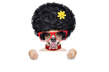 hippie dog