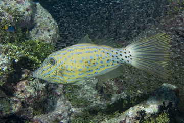 Harlequin filefish