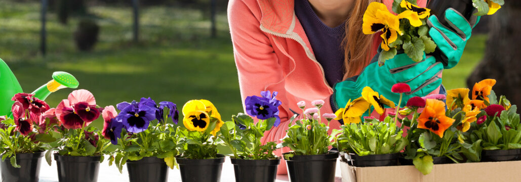 Colorful pansy flowers