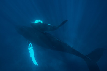 Naklejka premium Whale Mother and Calf