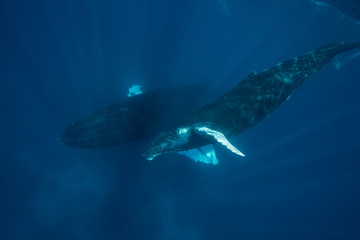 Obraz premium Mother and Calf Humpback Whales