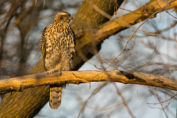 Juvenile Northern Goshawk