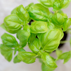 Basil Seedlings