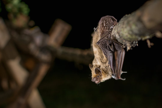 Serotine bat