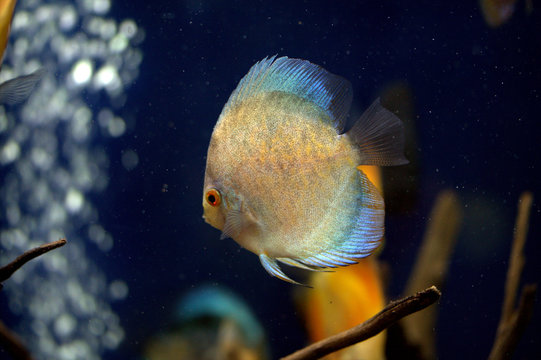 Symphysodon discus