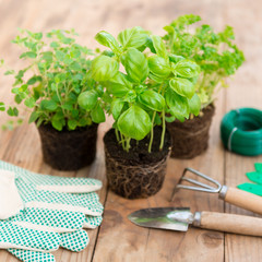 Herb  Seedlings