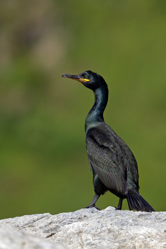 Kr&auml;henscharbe