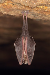 Kleine Hufeisennase © Wolfram Riech