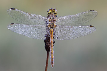 Gemeine Heidelibelle mit Tropfen auf den Flügeln