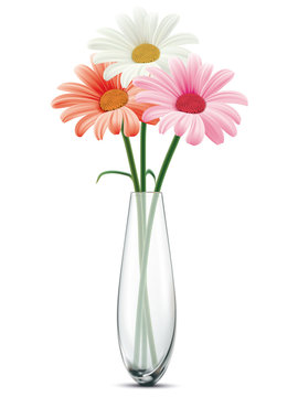 Daisy in a glass vase on a white isolated. Vector illustration