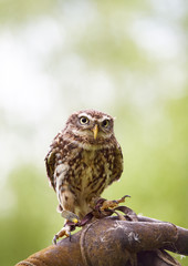 Tiny owl