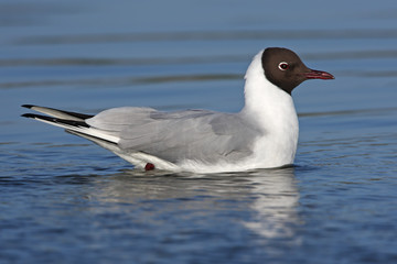 Lachmöwe