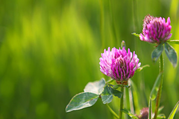 Pink cosmea flowers .