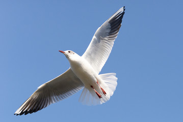 Black-headed Gull, Chroicocephalus ridibundus