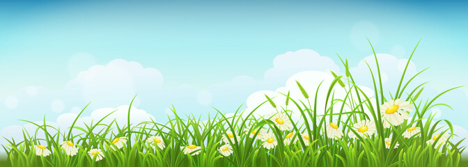 Obraz premium Spring meadow with green grass, daisies and sky