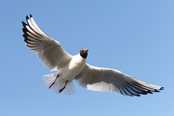 Obraz premium Black-headed Gull, Chroicocephalus ridibundus