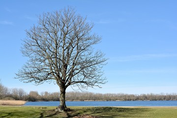 Kastanienbaum auf einer Wiese am See