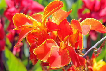 BlumenohrBerggartenHannover