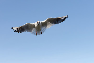 Obraz premium Black-headed Gull, Chroicocephalus ridibundus