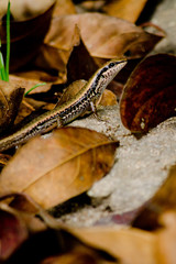 lizzard on the leaf