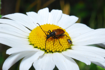 beetle on a flower