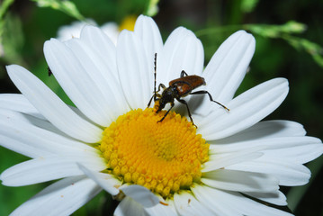 Obraz premium beetle on a flower