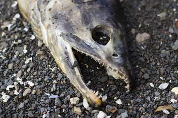 Dead salmon laying on beach