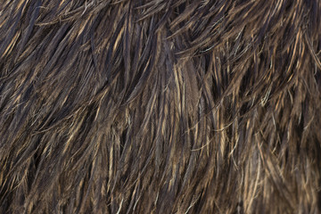Image of Emu Feathers