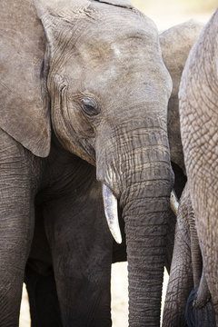 Close up of large african elephant in Tanzania