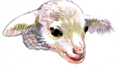 Watercolor goatling on white background