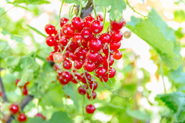 Red currants in the garden
