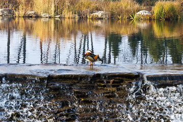 ducks on an autumn pond with cascades