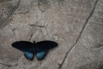 Great Mormon Butterfly