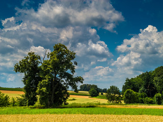 Blühende Landschaft unter weiß-blauem Himmel