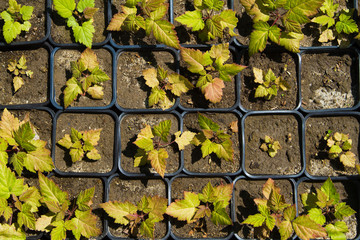 Seedlings on the vegetable tray