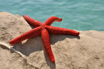 Obrazy na Plexi  Starfish