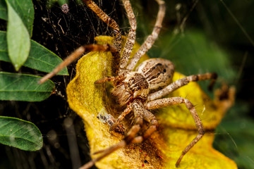 Wolf spider is resting on the net