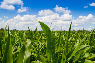 Corn field