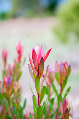 Red and pink leaves of a protea bush